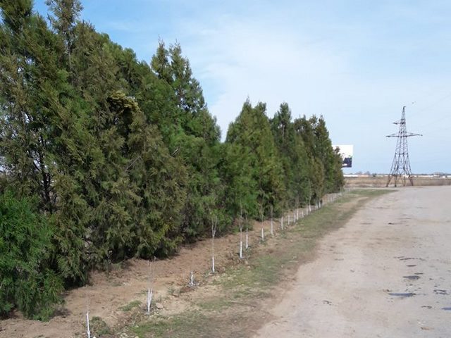 В селе Килийского района на въезде высадили вечнозеленую аллею (фото)