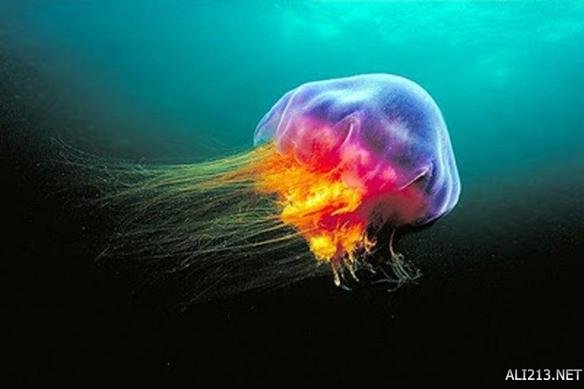 У побережья Турции могут появиться ядовитые медузы