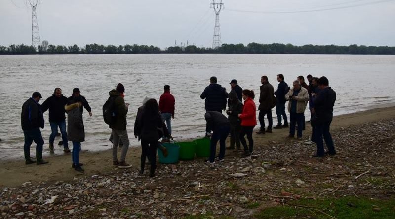 В Дунай в районе Исакчи выпустили более тысячи краснокнижных осетрят
