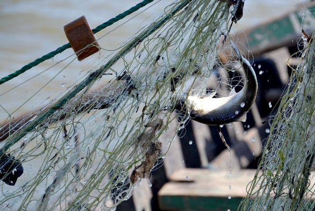 Госрыбагентство планирует продавать разрешения на вылов рыбы через Prozorro