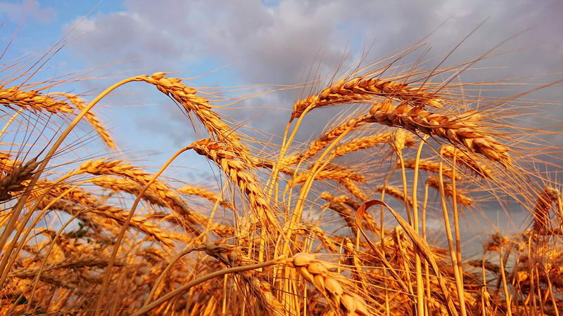 Одесская область: аграрии намолотили первый миллион тон зерновых